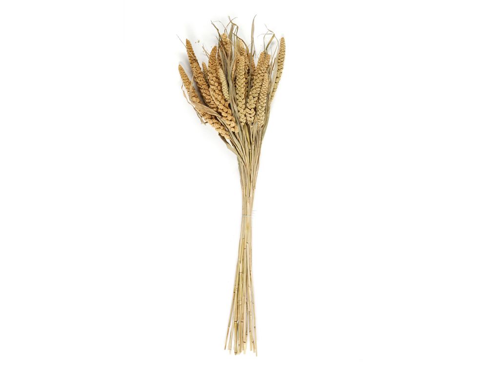 Décorations florales - Setarea bouquet naturel de fleurs séchées 100 gr AX21027 - ANDREA HOUSE