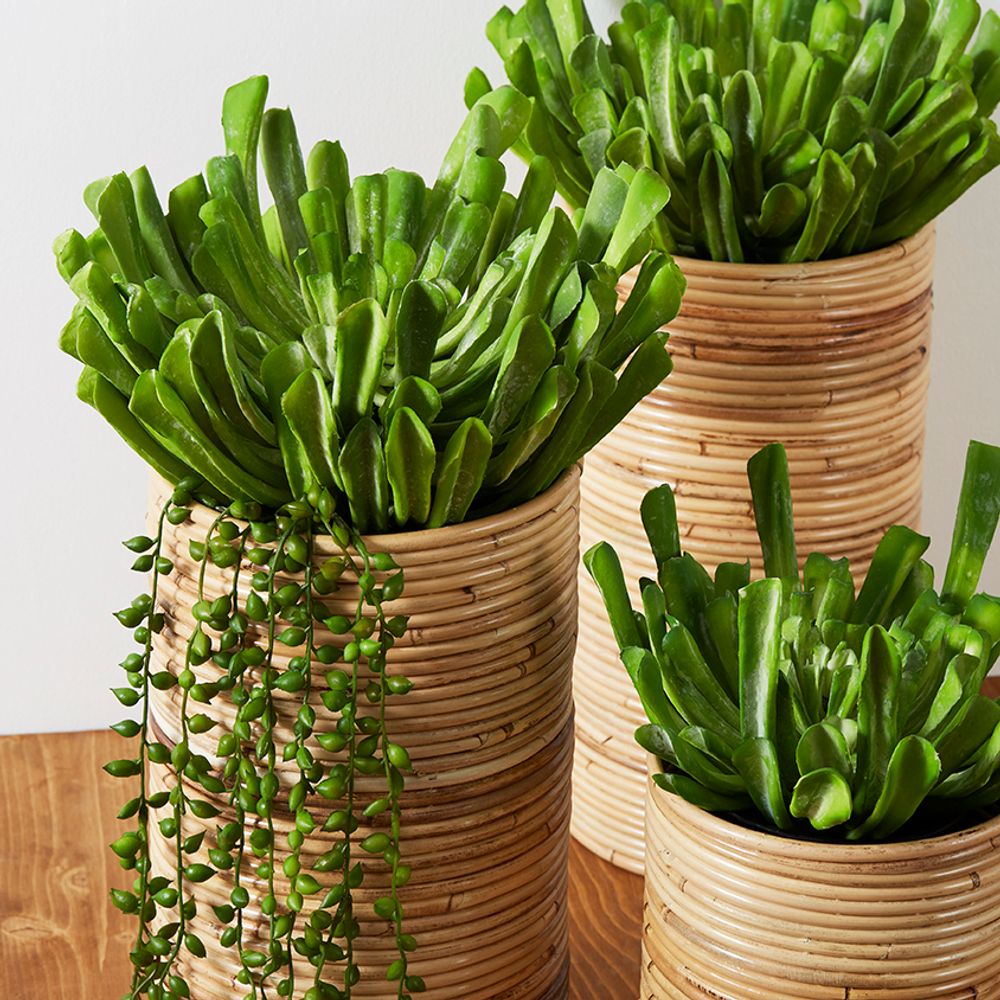 Floral decoration - Succulents - LOU DE CASTELLANE - artificial plants and flowers - LOU DE CASTELLANE