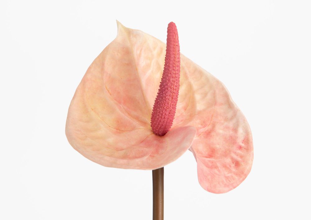 Décorations florales - Anthurium elegance - LOU DE CASTELLANE - Fleurs artificielles plus vraies que nature  - LOU DE CASTELLANE
