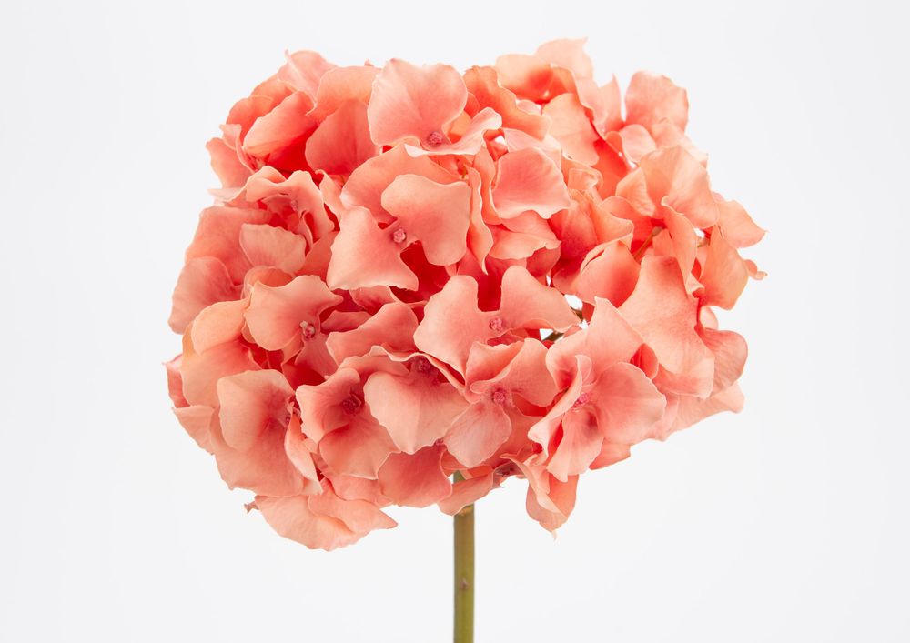 Floral decoration - Hydrangea altona - LOU DE CASTELLANE - Artificial flowers more true than nature  - LOU DE CASTELLANE