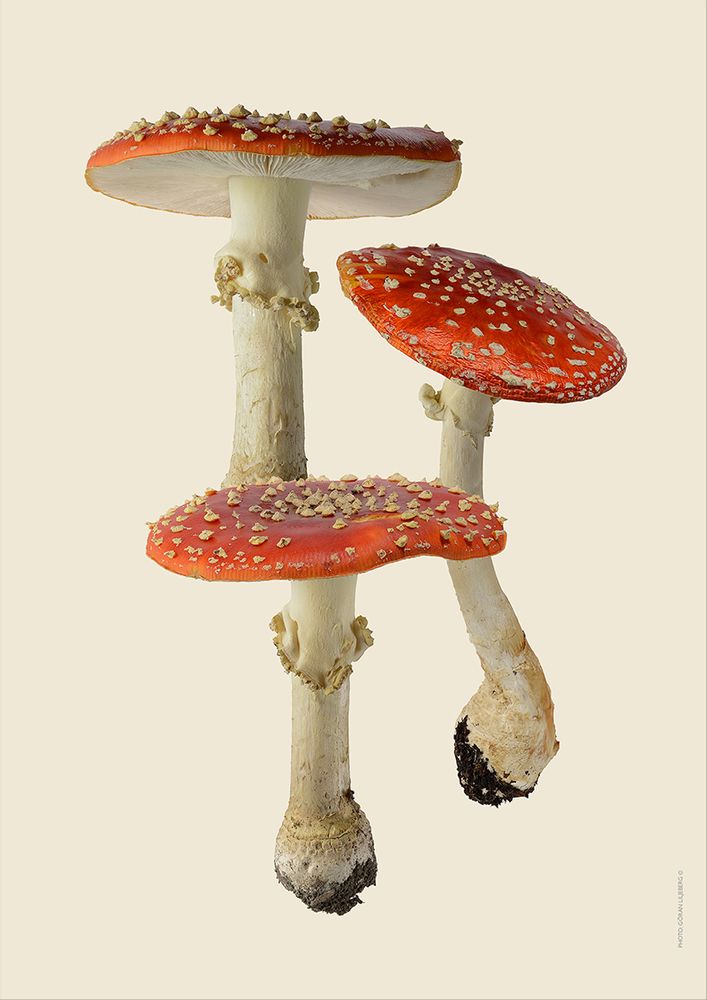 Meubles de cuisines - Des champignons - LILJEBERGS