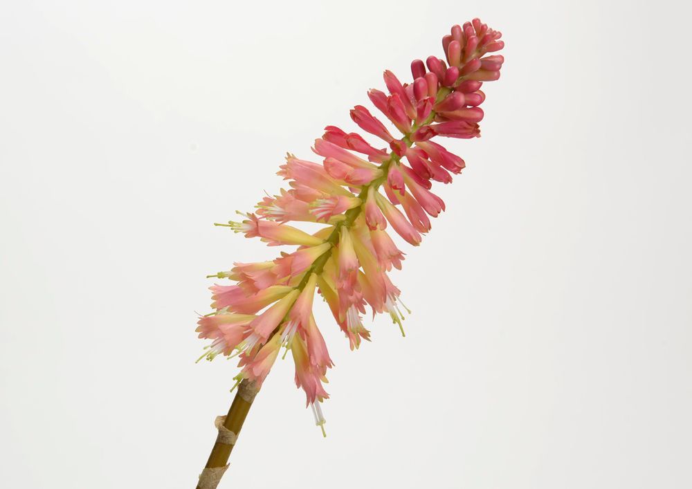 Floral decoration - Kniphofia jade - LOU DE CASTELLANE - Artificial flowers more true than nature  - LOU DE CASTELLANE