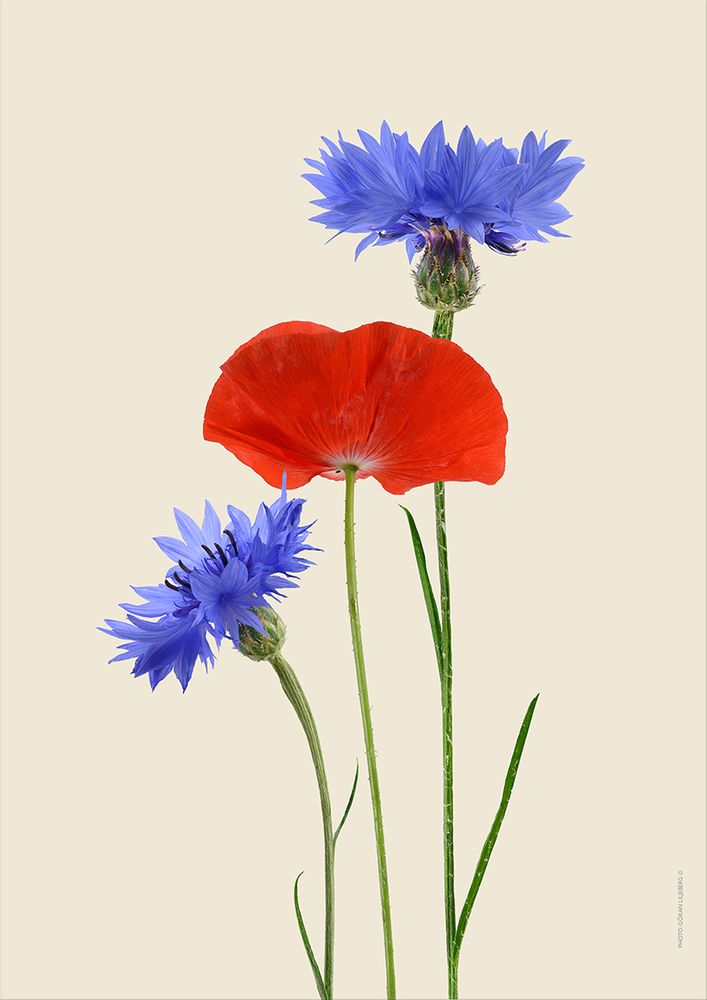 Poster - Floral prints - LILJEBERGS