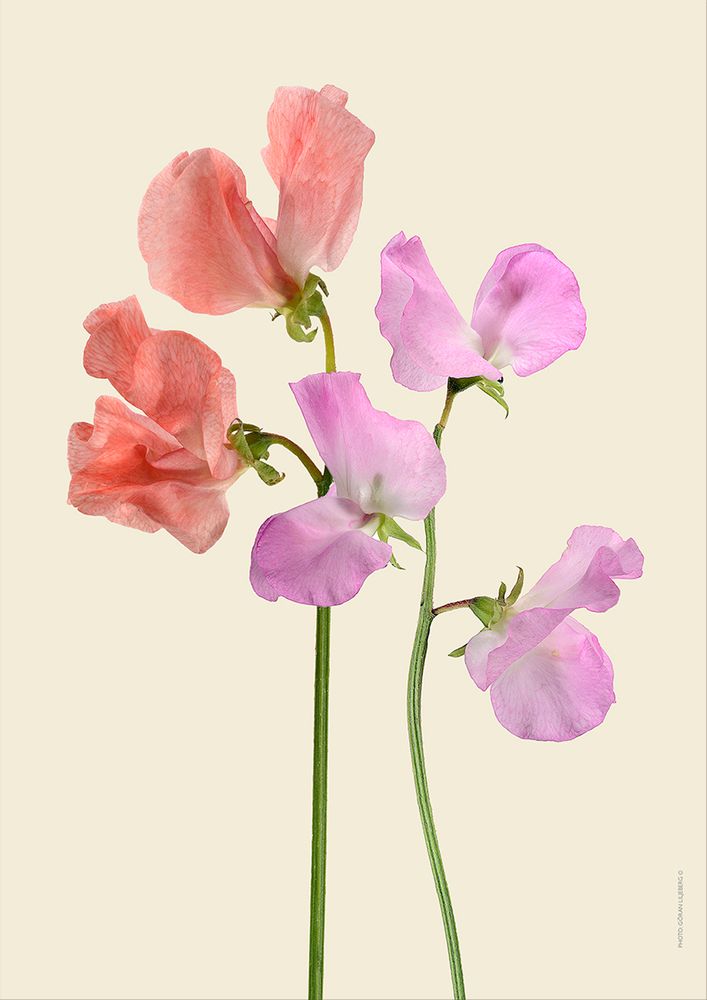 Poster - Floral prints - LILJEBERGS