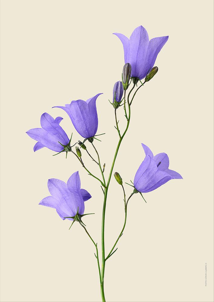 Poster - Floral prints - LILJEBERGS