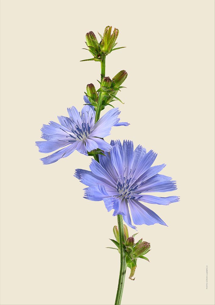 Poster - Floral prints - LILJEBERGS