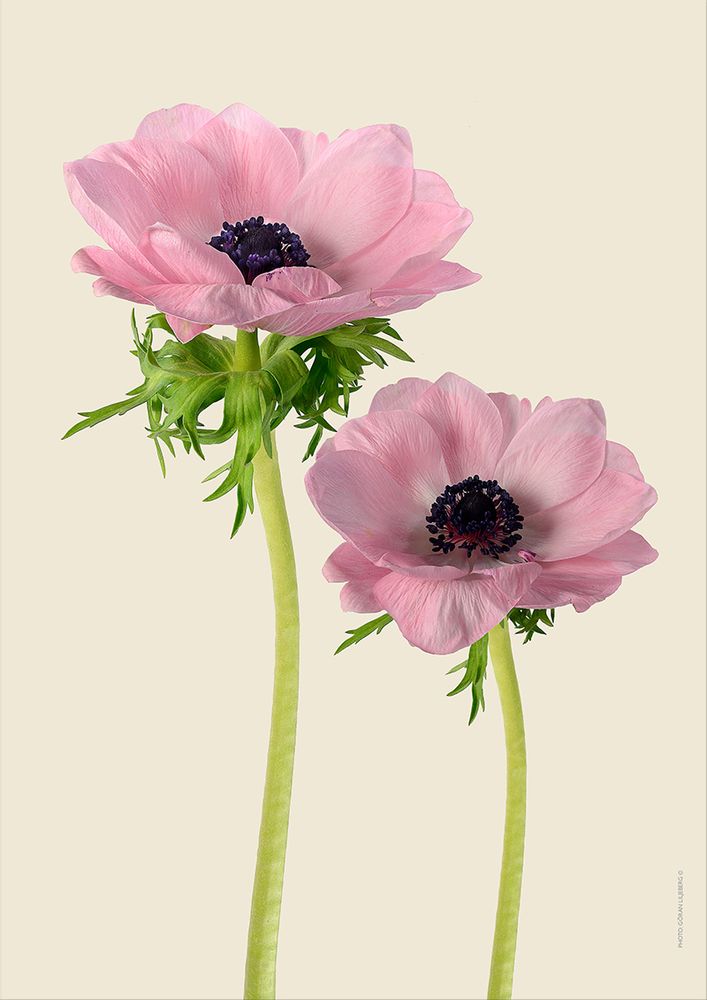 Poster - Floral prints - LILJEBERGS