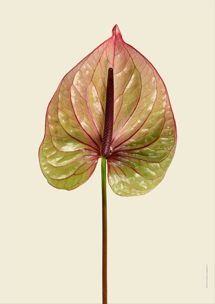 Poster - Botanical art prints - LILJEBERGS