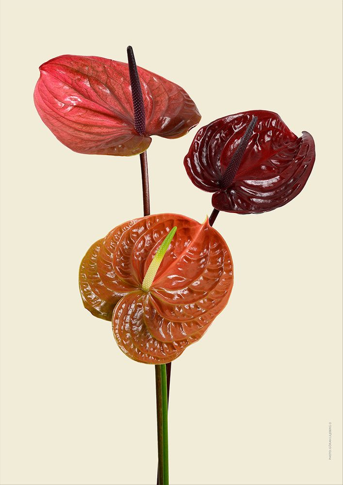Poster - Botanical art prints - LILJEBERGS