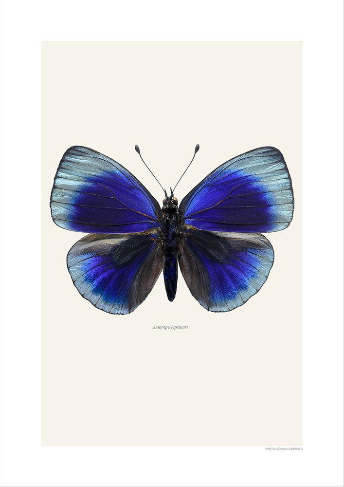 Photos d'art - Des papillons - LILJEBERGS