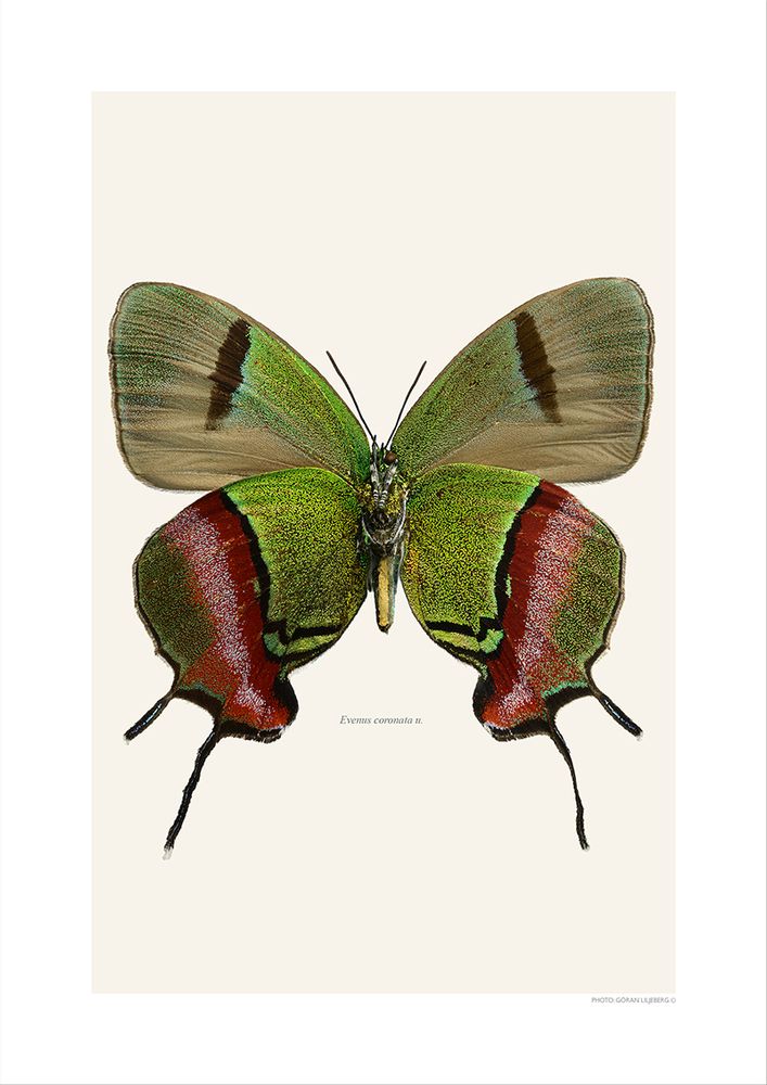Photos d'art - Des papillons - LILJEBERGS