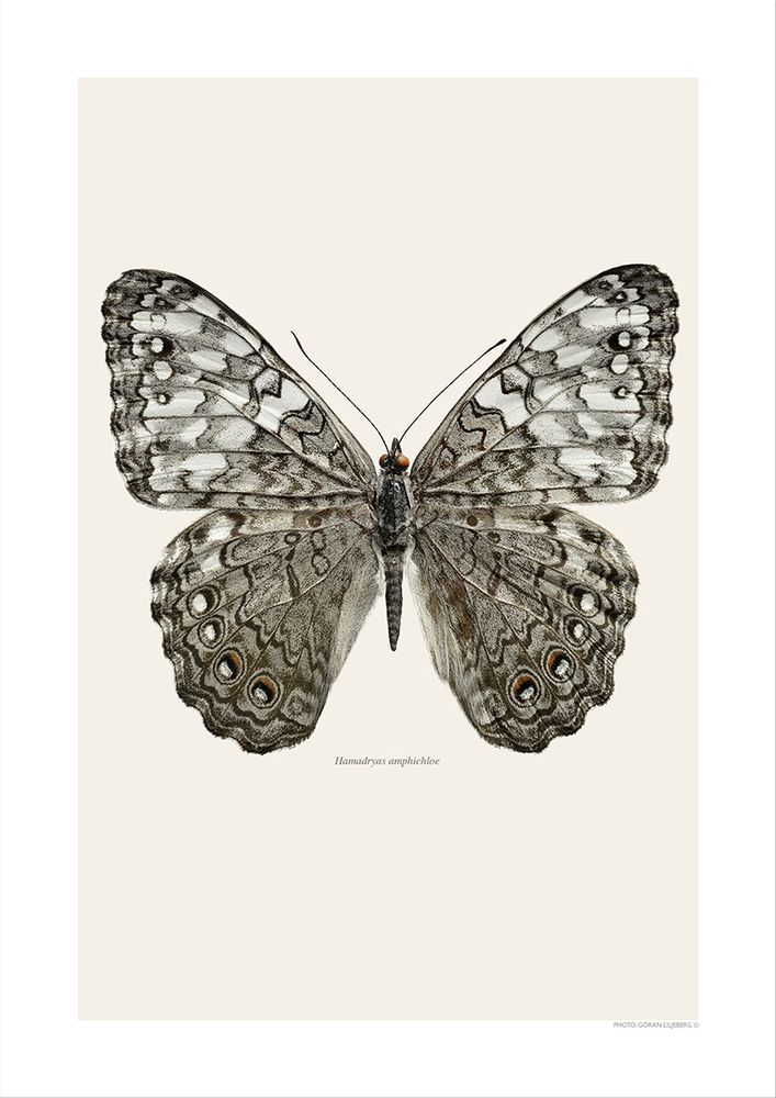 Photos d'art - Des papillons - LILJEBERGS