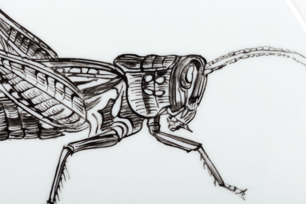Pièces uniques - Disque de Curiosité INSECTES - VERONIQUE JOLY-CORBIN
