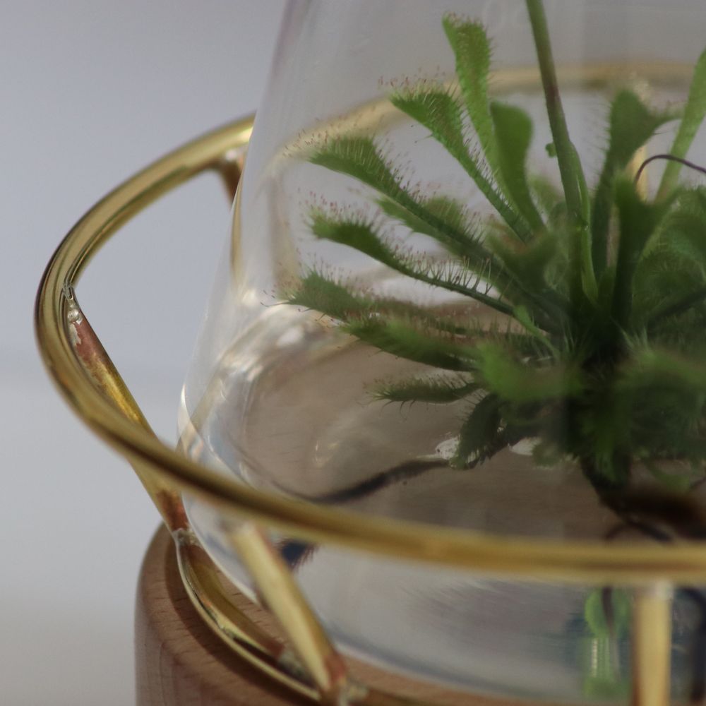 Gifts - Plantaphore Carnivores/Gasteria 250 mL - wood base and setting - INPLANTA