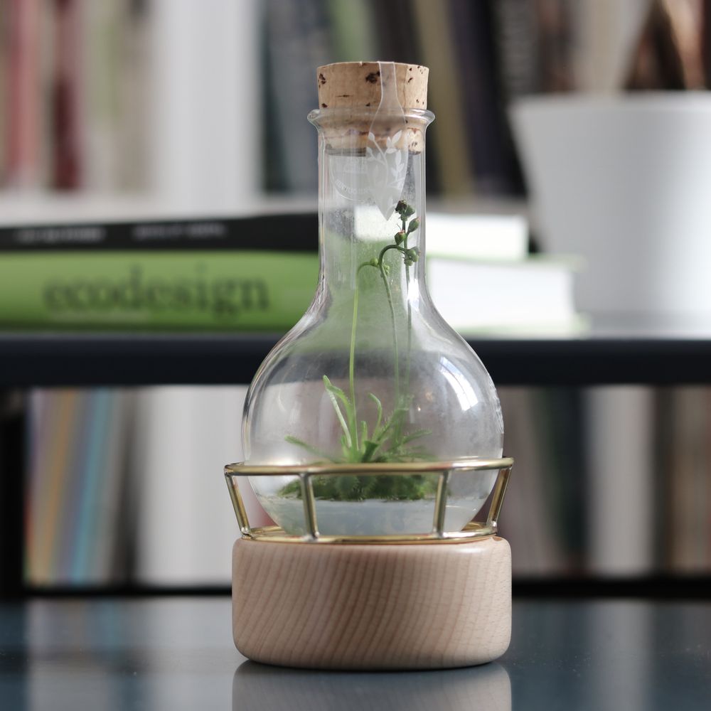 Gifts - Plantaphore Carnivores/Gasteria 250 mL - wood base and setting - INPLANTA