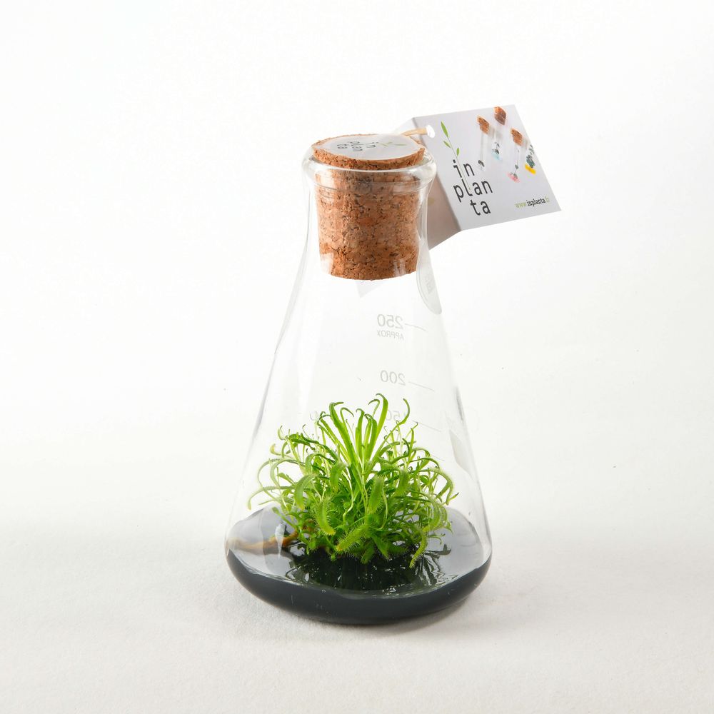 Objets design - Plantaphore carnivores 250 mL - InPlanta - INPLANTA