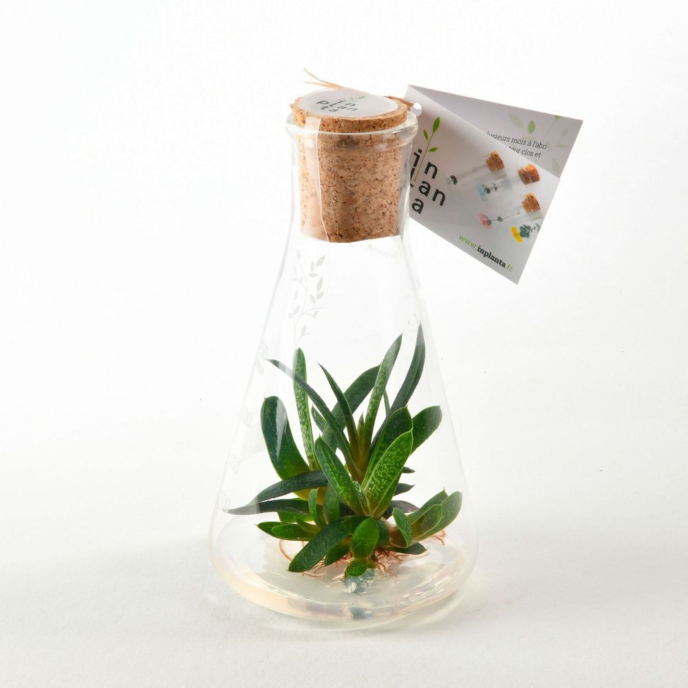Gifts - Plantaphore Gasteria 250 mL - InPlanta - INPLANTA
