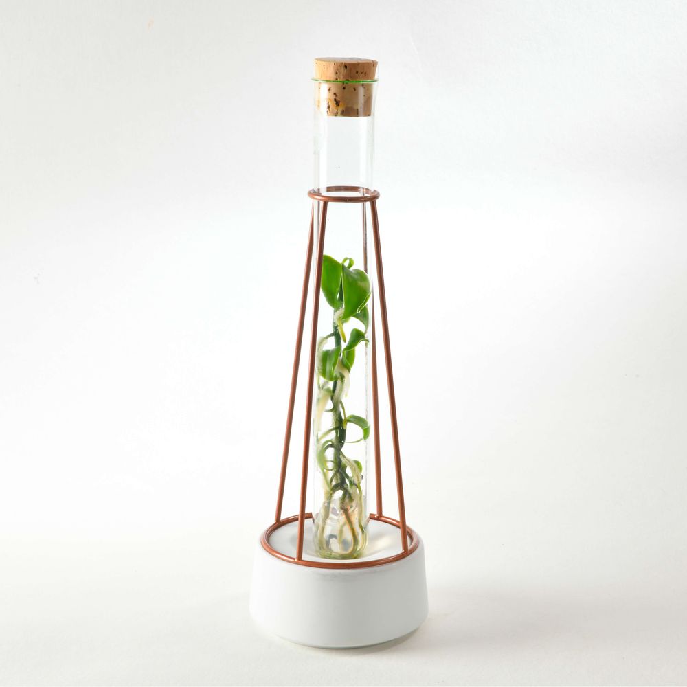 Cadeaux - Plantaphore® Vanille - socle porcelaine et métal - INPLANTA