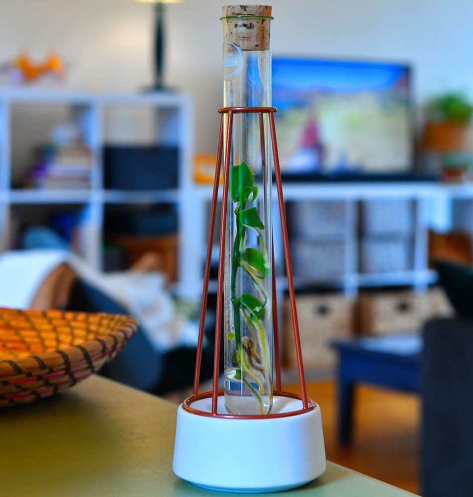 Cadeaux - Plantaphore® Vanille - socle porcelaine et métal - INPLANTA
