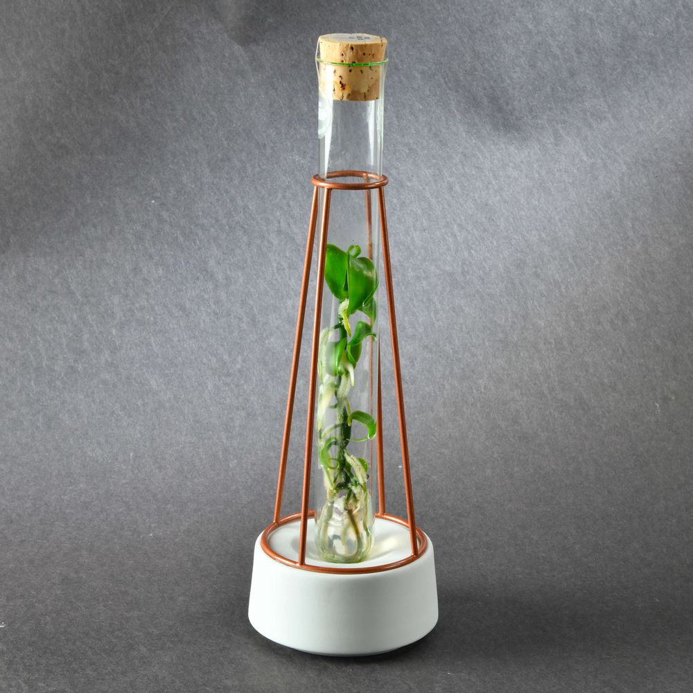Cadeaux - Plantaphore® Vanille - socle porcelaine et métal - INPLANTA