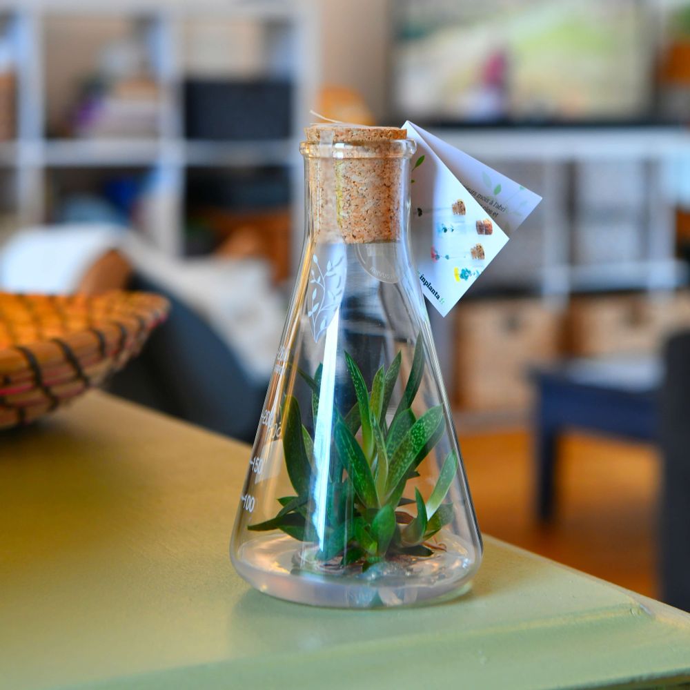 Gifts - Plantaphore Gasteria 250 mL - InPlanta - INPLANTA