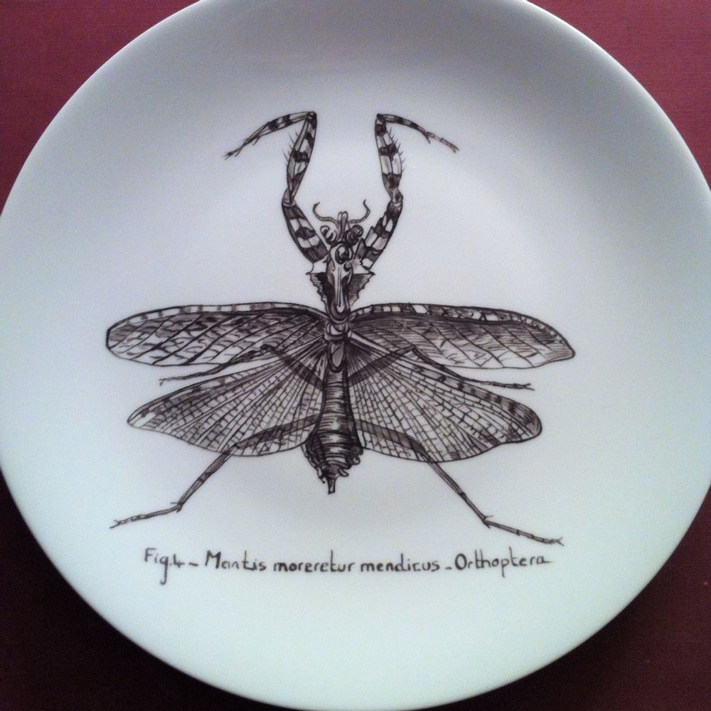 Objets de décoration - Assiettes illustrées Collection "INSECTE" - VERONIQUE JOLY-CORBIN