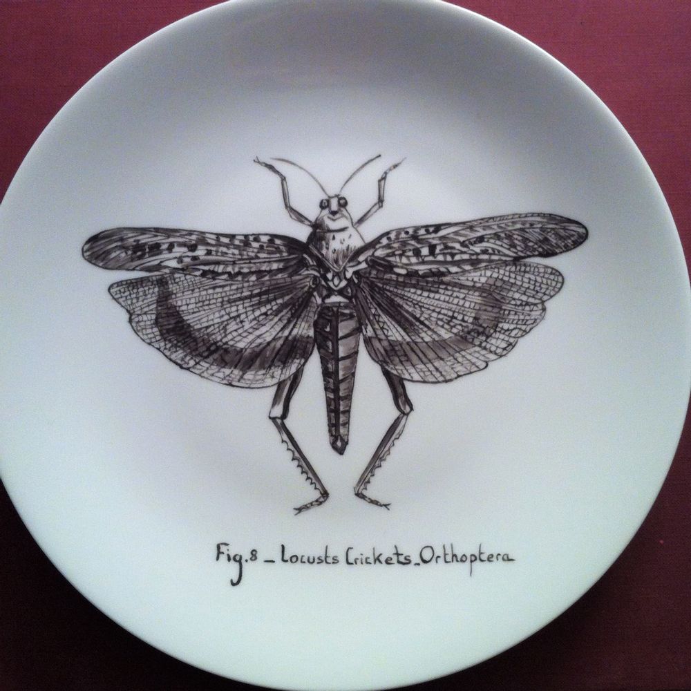 Objets de décoration - Assiettes illustrées Collection "INSECTE" - VERONIQUE JOLY-CORBIN