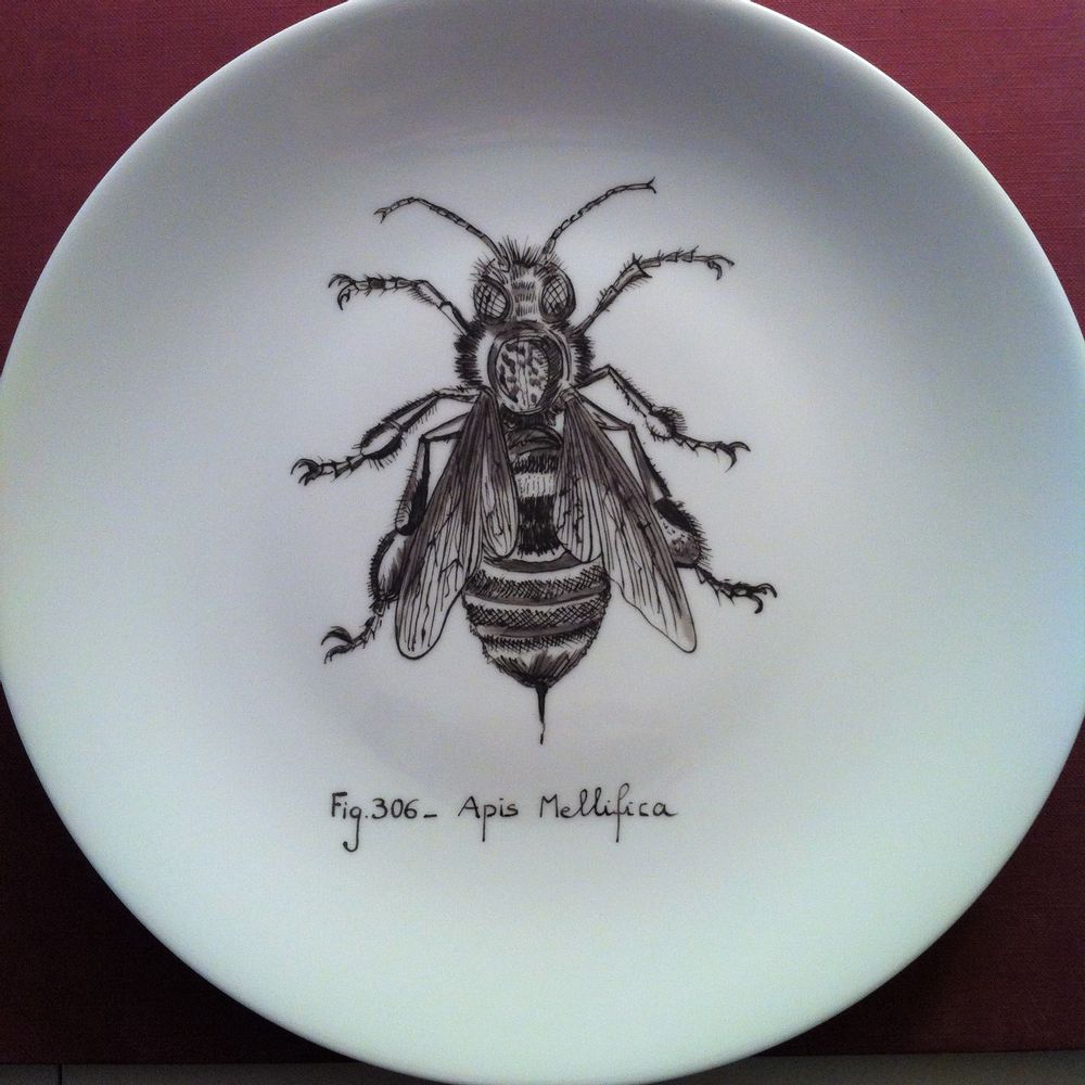 Objets de décoration - Assiettes illustrées Collection "INSECTE" - VERONIQUE JOLY-CORBIN