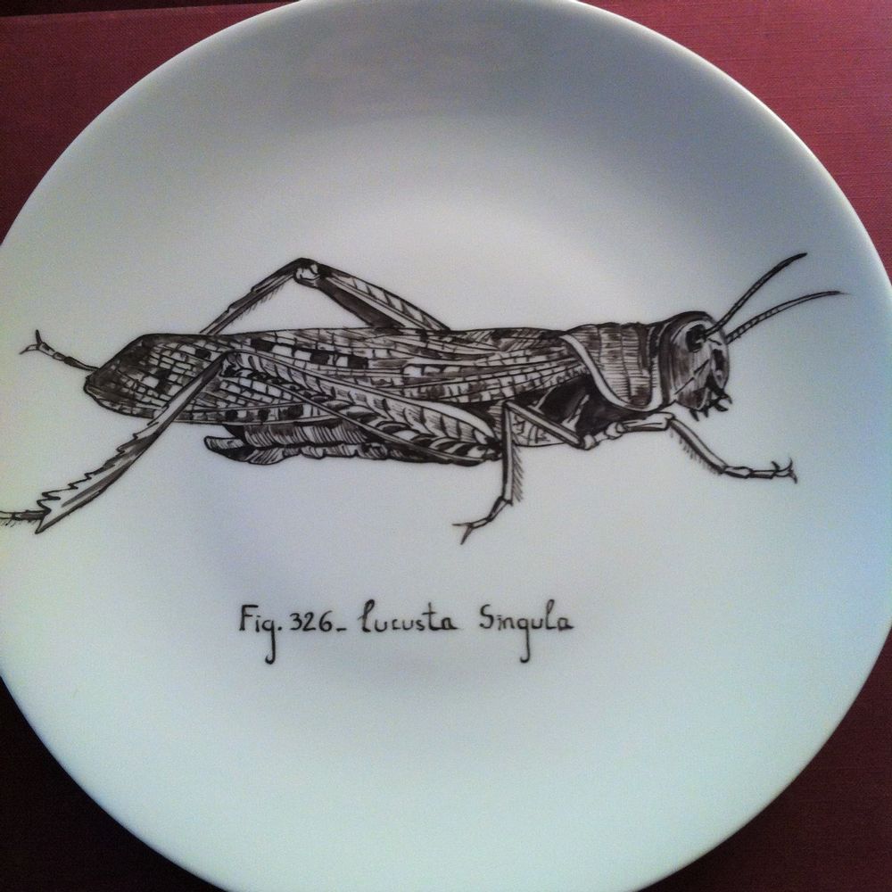Objets de décoration - Assiettes illustrées Collection "INSECTE" - VERONIQUE JOLY-CORBIN