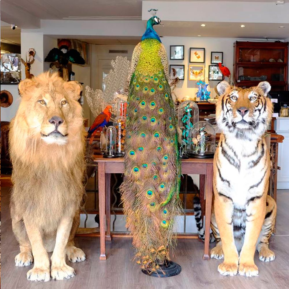 Objets de décoration - Taxidermie paon - DMW.NU: TAXIDERMY & INTERIOR