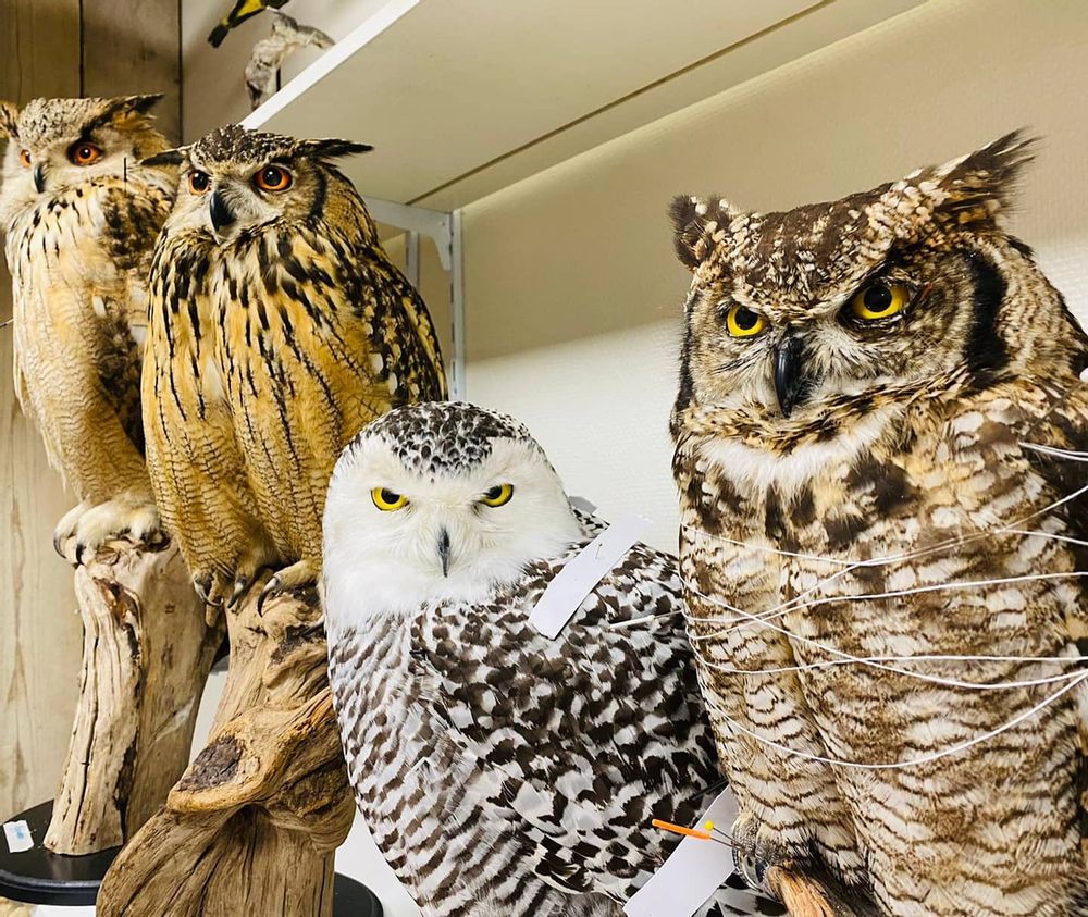 Unique pieces - Owl taxidermy - decorative item - DMW.NU: TAXIDERMY & INTERIOR