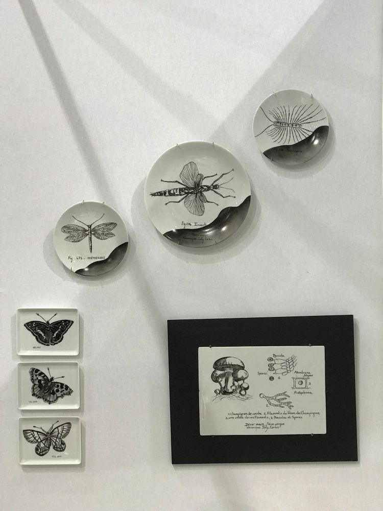 Decorative objects - Wall installation of illustrated plates INSECTS - VERONIQUE JOLY-CORBIN