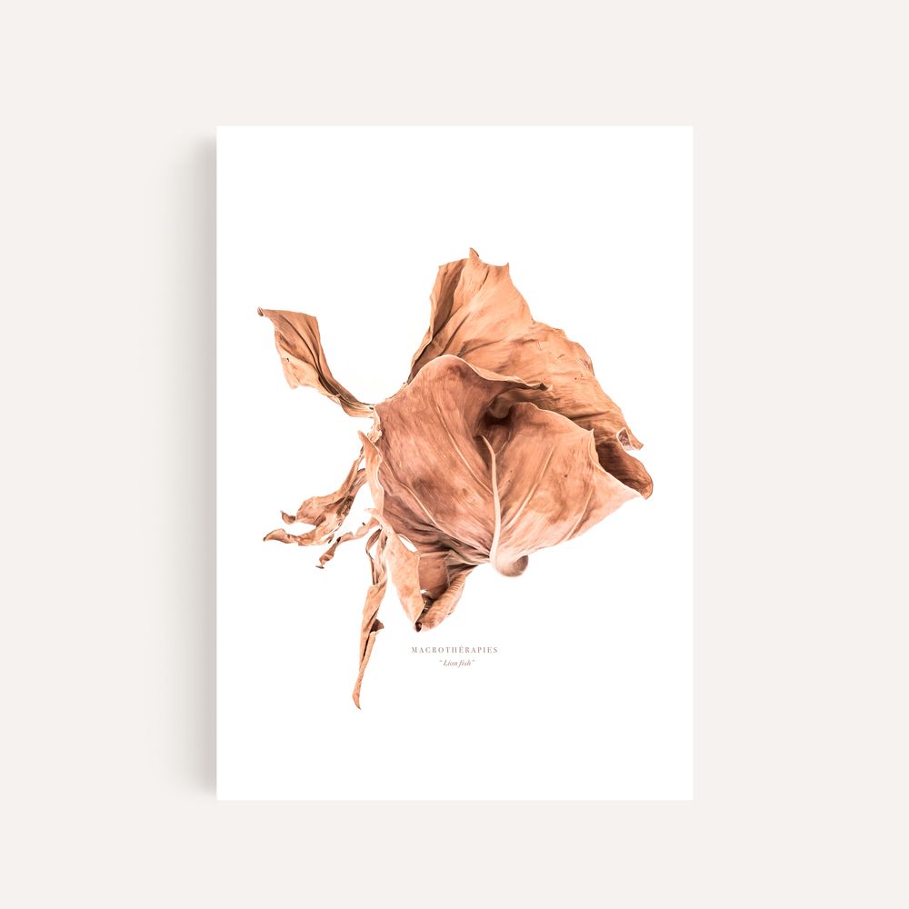 Art photos - “Lion Fish” / Wall Decor / Giclée Print - DOEN STUDIO