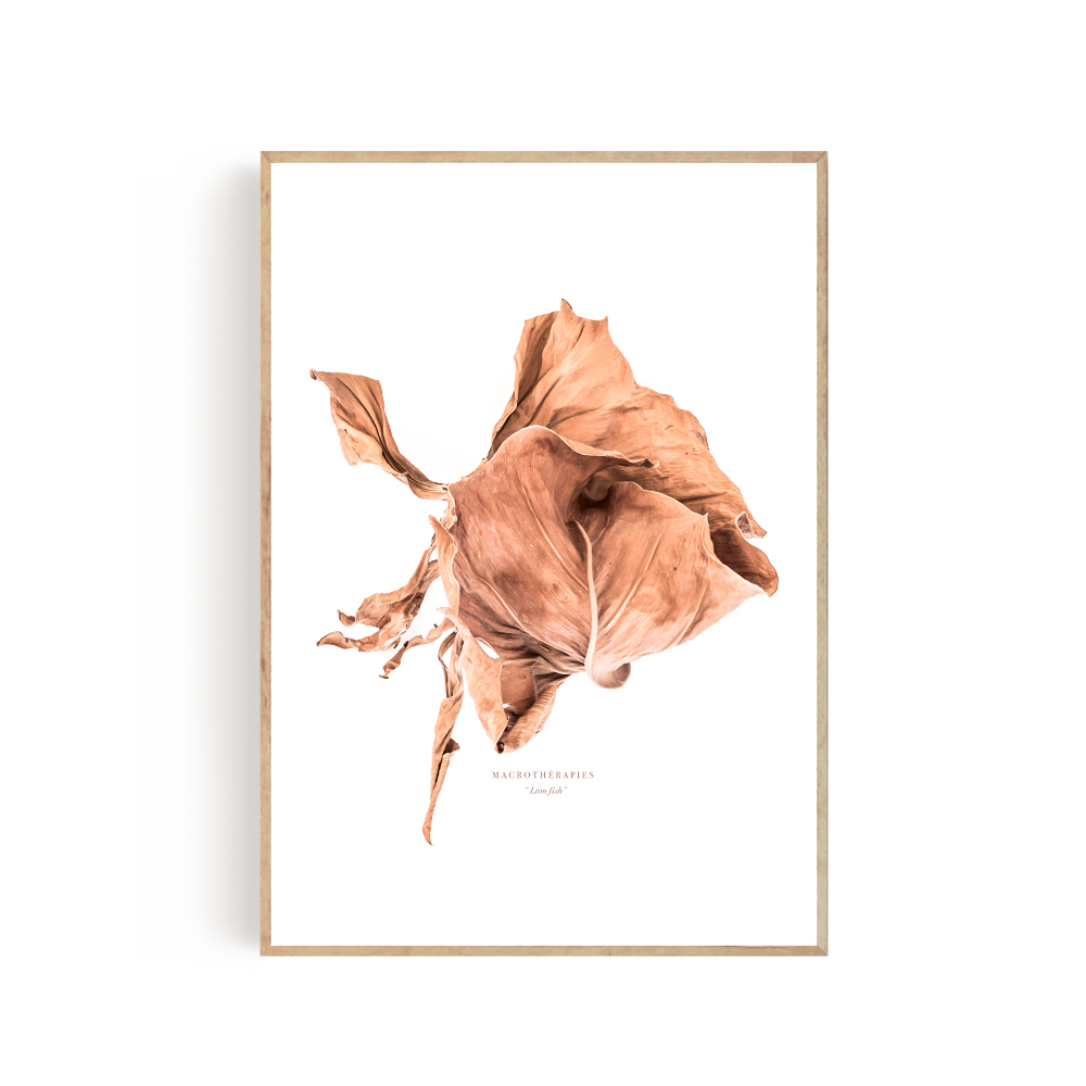 Art photos - “Lion Fish” / Wall Decor / Giclée Print - DOEN STUDIO