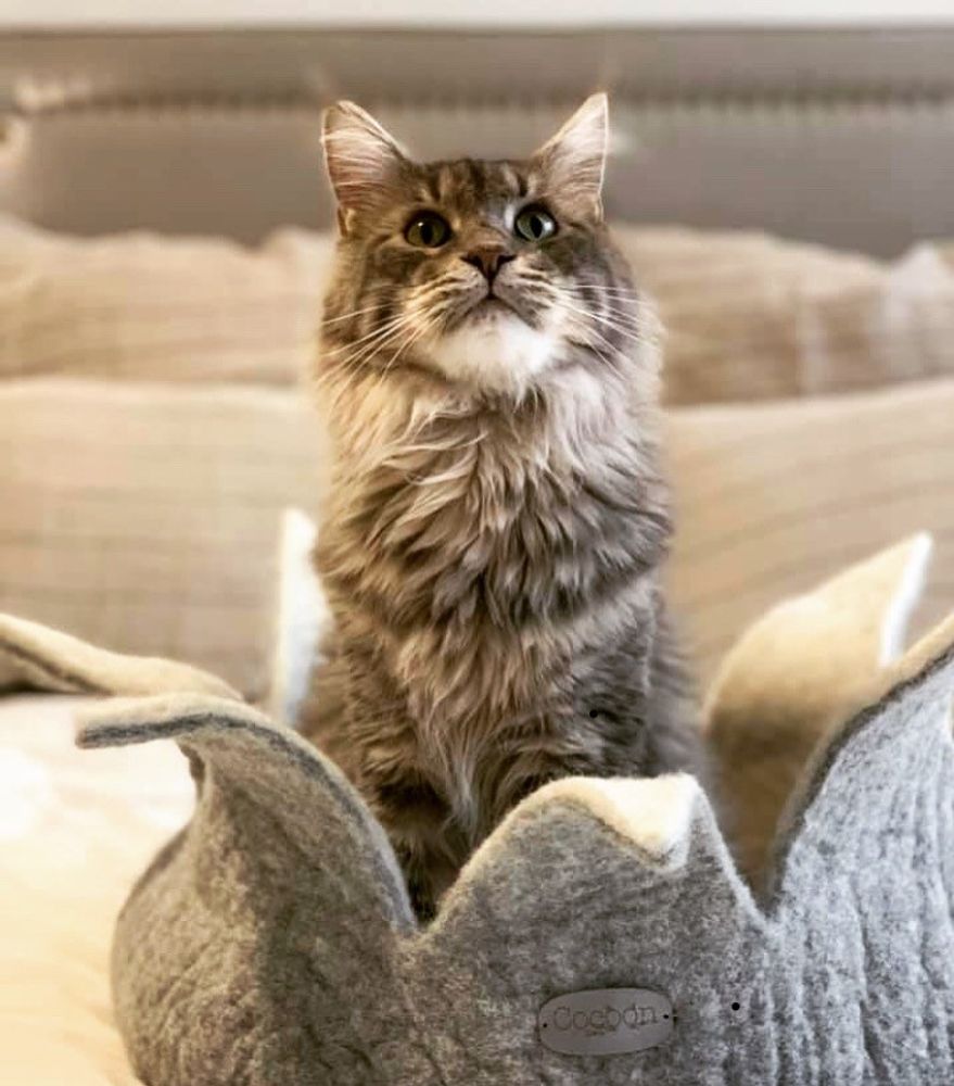 Autres tapis - Panier pour chats et chiens , couchage pour chats et chiens , dodo pour chats et chiens , lit pour chats et chiens. - COCOON PARIS
