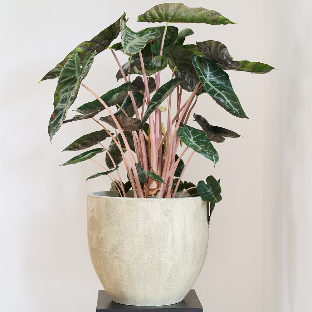 Objets de décoration - SHELL pot céramique intérieur. - D&M DECO