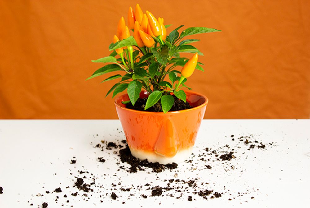Design objects - Naso 2.0 bowl - DEDAL