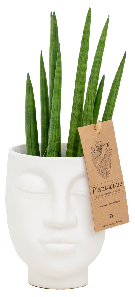 Cadeaux - Mélange succulents dans un pot visage blanc - medium - PLANTOPHILE
