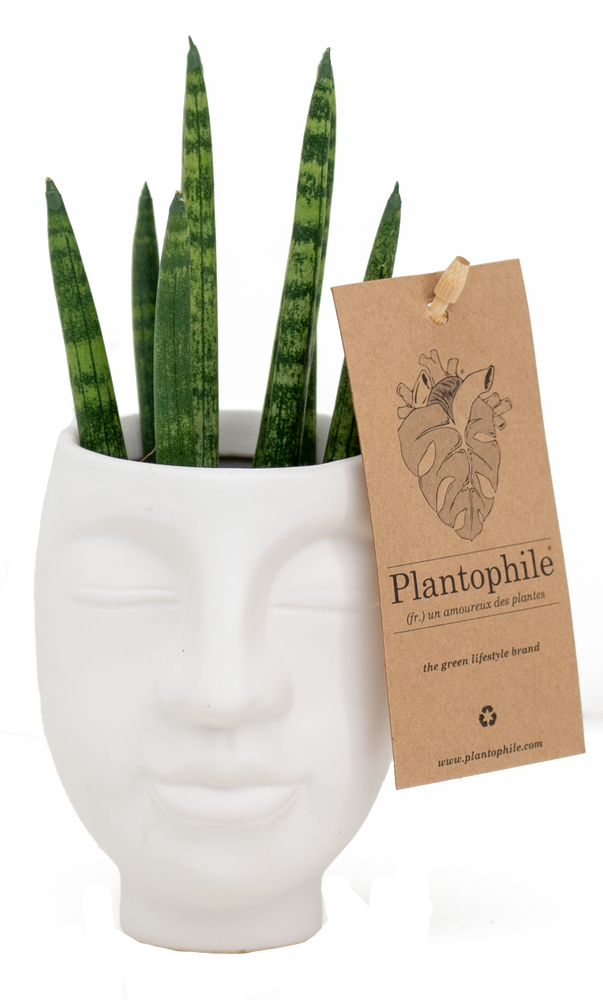 Cadeaux - Mélange succulents dans un pot visage blanc - medium - PLANTOPHILE