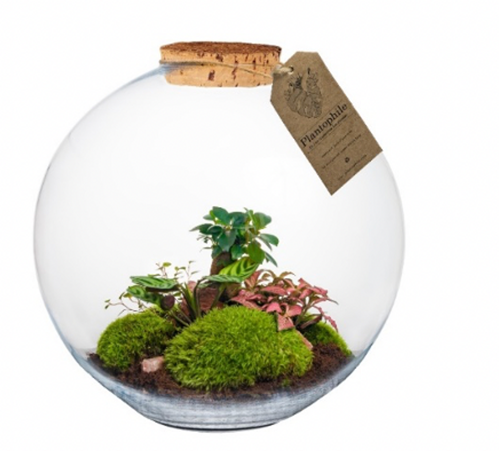 Floral decoration - Terrarium Paris XL - PLANTOPHILE