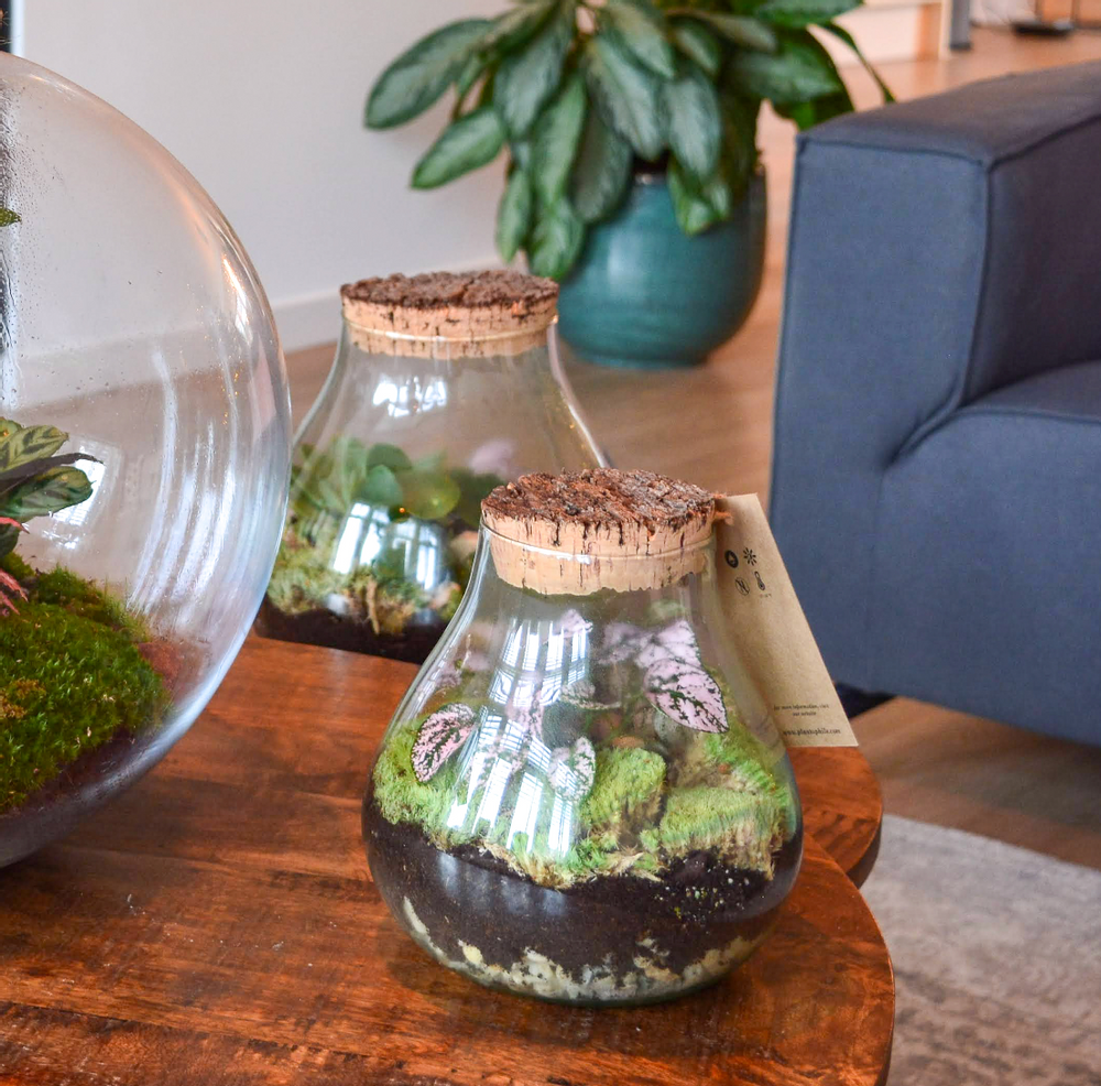 Cadeaux - Terrarium Marseille - PLANTOPHILE