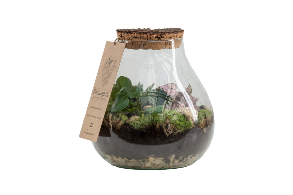 Cadeaux - Terrarium Marseille - PLANTOPHILE
