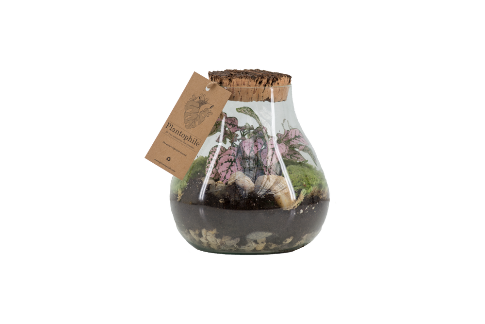 Gifts - Terrarium Toulouse - PLANTOPHILE