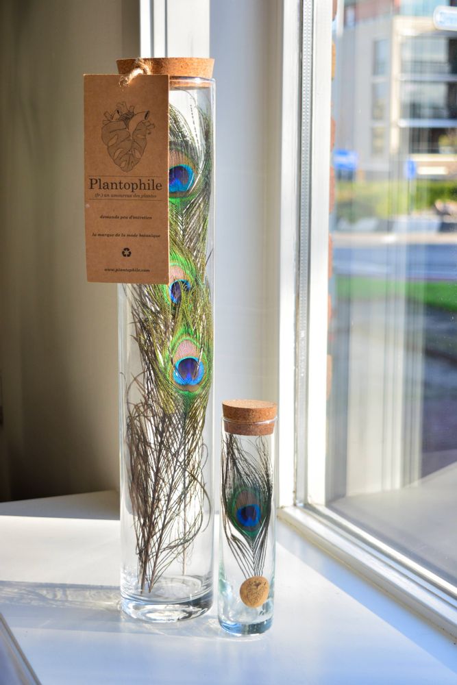 Cadeaux - Vase haut avec des plumes de paon - PLANTOPHILE