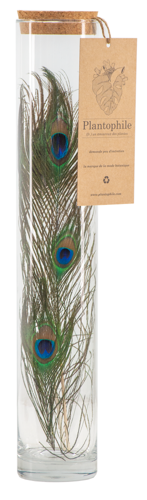 Cadeaux - Vase haut avec des plumes de paon - PLANTOPHILE