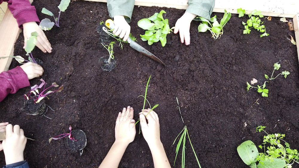 Jouets enfants - Mon Premier Potager - WILL'UP