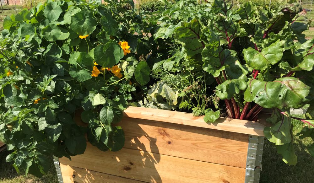 Jouets enfants - Mon Premier Potager - WILL'UP