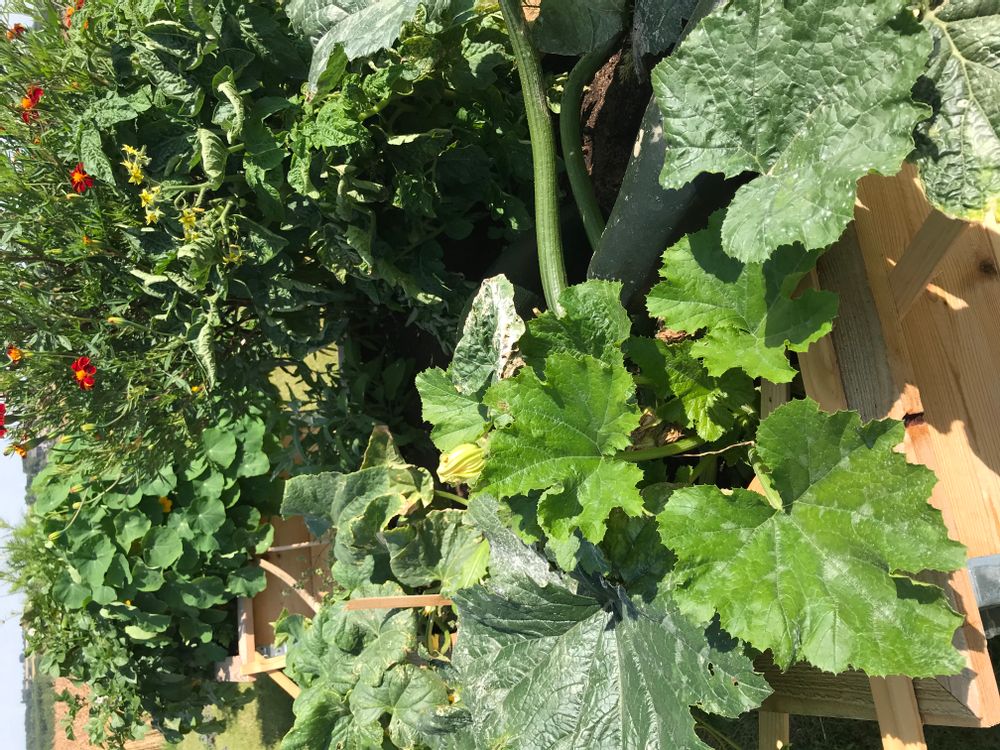 Jouets enfants - Mon Premier Potager - WILL'UP