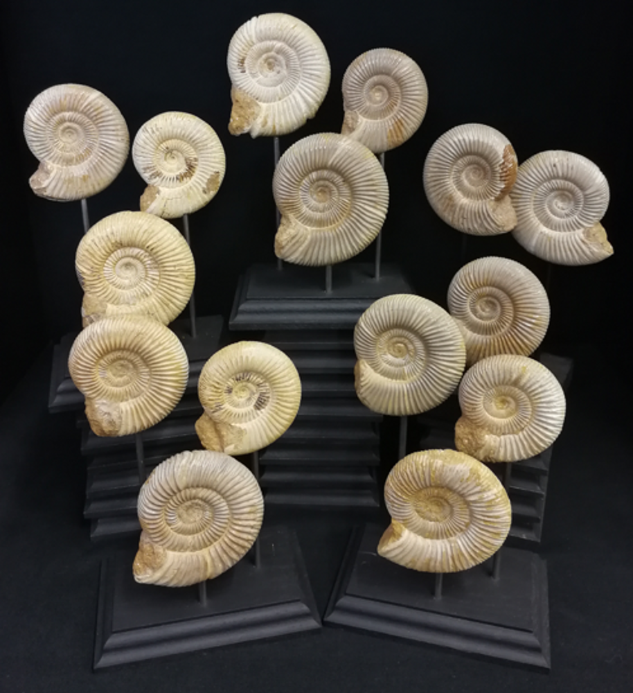 Objets de décoration - Fossiles d'Ammonite sur socle, cabinet de curiosités - METAMORPHOSES