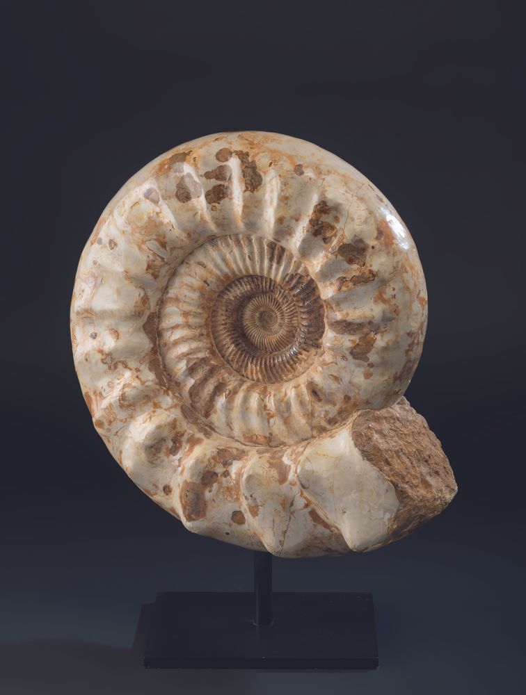 Objets de décoration - Fossiles d'Ammonite sur socle, cabinet de curiosités - METAMORPHOSES